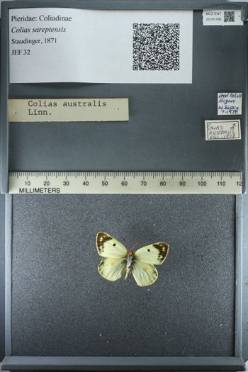 Media type: image;   Entomology 181795
